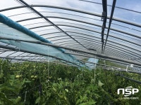  경주 안강 친환경토마토작목회, 재배하우스 긴급 복구 봉사 