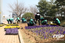  평택 세교동 새마을회, 봄꽃 3500본 식재···환경정비 