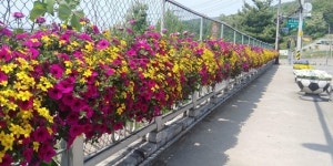  안양시, 교량·육교 7개소 꽃장식 설치 