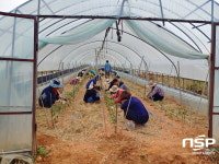  영암군 시종면, 봄철 농촌일손돕기 구슬땀 