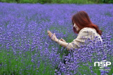  광양시 광양읍, 사라실 라벤더 치유정원 행사 개최 