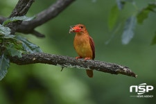  경주 옥산서원, 호반새 ‘사진촬영 명소’ 등극 