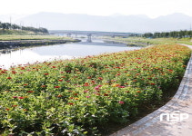  광양시, 광양읍 서천변 고수부지에 백일홍 활짝 피어 