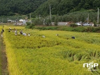 영양군 영양읍 행정복지센터,  태풍 피해 농가 돕기 구슬땀