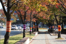 군포시, 가로수에 뜨개옷 입혀 190주 특별 관리