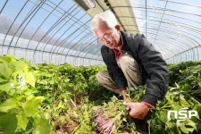 예천군 농업기술센터, 고구마 무병종순 첫 출하