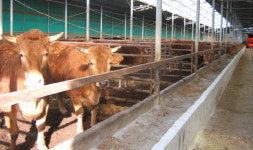 진도군, 친환경 축산물 인증비 지원