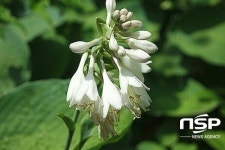 군산시, 은파공원에 초화류 식재...4계절 테마 조성