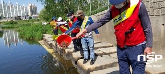 광주 광산구, 미꾸라지 활용 친환경 생태방역 실시
