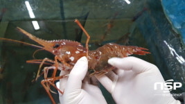 경북 수산자원연구원, 울릉·독도해역에 어린 도화새우 30만 마리·독도왕전복 1만마리 방류