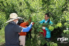 전남도의회, 매실 수확 구슬땀