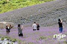 정읍허브원, 총33만㎡ 규모 라벤더 30만 주 ‘활짝’