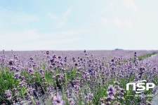 정읍허브원, 총33만㎡ 규모 라벤더 30만 주 ‘활짝’