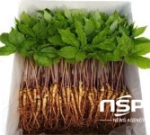 8월 농촌융복합산업인 광양 ‘삼무루지 새싹삼 농원’ 황재익 대표 선정