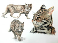 화성시, 2020 화성호 생태 세밀화 공모전 수상작 공개