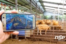 영양군, 축산ICT융복합사업으로 스마트축사 확산 주력