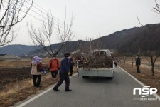 봉화군 춘양면 소로1리 마을회, 살구나무 전지 및 환경정비 나서