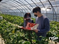 강진군, 강진 딸기 육묘 매뉴얼 제작·배부