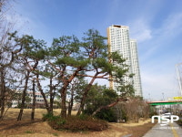 광양시, 봄맞이 도시숲 및 녹지대 수목관리 착수