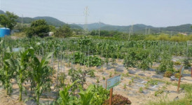 목포시 삼향동, 주말 농장 참가자 모집