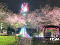 광양 서천변, 조명에 비친 벚꽃 장관 연출