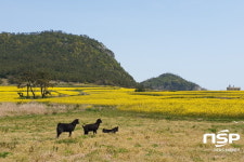 전남도, 광양시 서천 꽃길·목포시 유달산 꽃정원·진도군 관매도 유채 추천