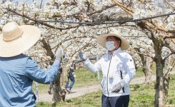 오세현 아산시장, 배꽃 인공수분 일손 돕기 참여