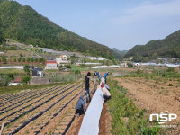 영양군 일월면, 농촌일손돕기에 구슬땀