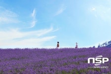 정읍 허브원, 라벤더 30만 주·라반딘 4만 주 ‘활짝’