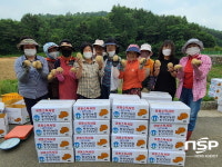 동광양농협 농가주부모임, 공동소득사업 감자수확