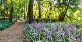태안군, 흥주사 숲길 산책로 조성 완료