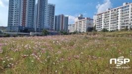 광양 중마동, 코스모스 꽃동산 조성