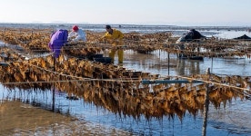 홍성군, 김 양식 시험연구어업 성공
