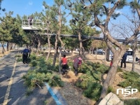 광양시, 배알도 수변공원 수목 전정으로 아름다운 공원 환경 조성