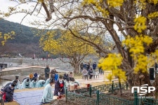 구례군, 산수유꽃 만개한 가운데 풍년기원제 올려