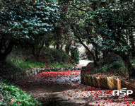 꽃 지도 들고 떠나는 향긋한 광양 봄 여행
