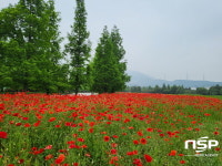광양 금호동, 꽃양귀비로 화려하게 물들어