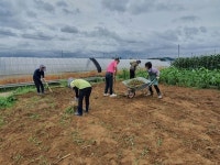 고양특례시, 올해 7개 농장서 800구좌 행복텃밭 운영