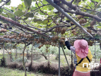 광양시, 고품질 광양참다래 수확 한창