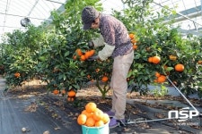 장흥군,  레드향 농가 소득 증대 효자 노릇 ‘톡톡’