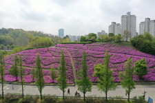 수원시, 광교호수공원 철쭉동산 조성 막바지