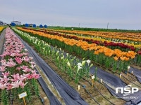 군산시, 새만금 인근 농경지에 화훼류 시범재배 추진