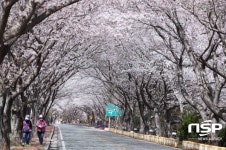 강진군, 봄 축제 연계 ‘강진사랑상품권’ 지급 이벤트 실시