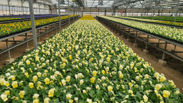 김포시 농업기술센터, 직영 꽃묘장 ‘봄꽃’ 분양