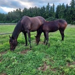 한국마사회 소유 씨수말 닉스고, 지난 5일 제주도 목장 도착