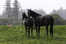 한국마사회 소유 씨수말 닉스고, 지난 5일 제주도 목장 도착