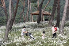 [가볼까]정읍 구절초 꽃축제... 내달 5일 개최