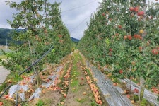 영주시, 농작물재해보험 시비 추가 지원해 지속 가능한 영주농업 육성