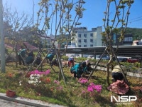 광양 광영동, 주민센터 주변 꽃잔디 식재