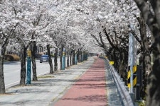 영주시, 서원로 ‘2024년 우수 관리 가로수길’ 선정